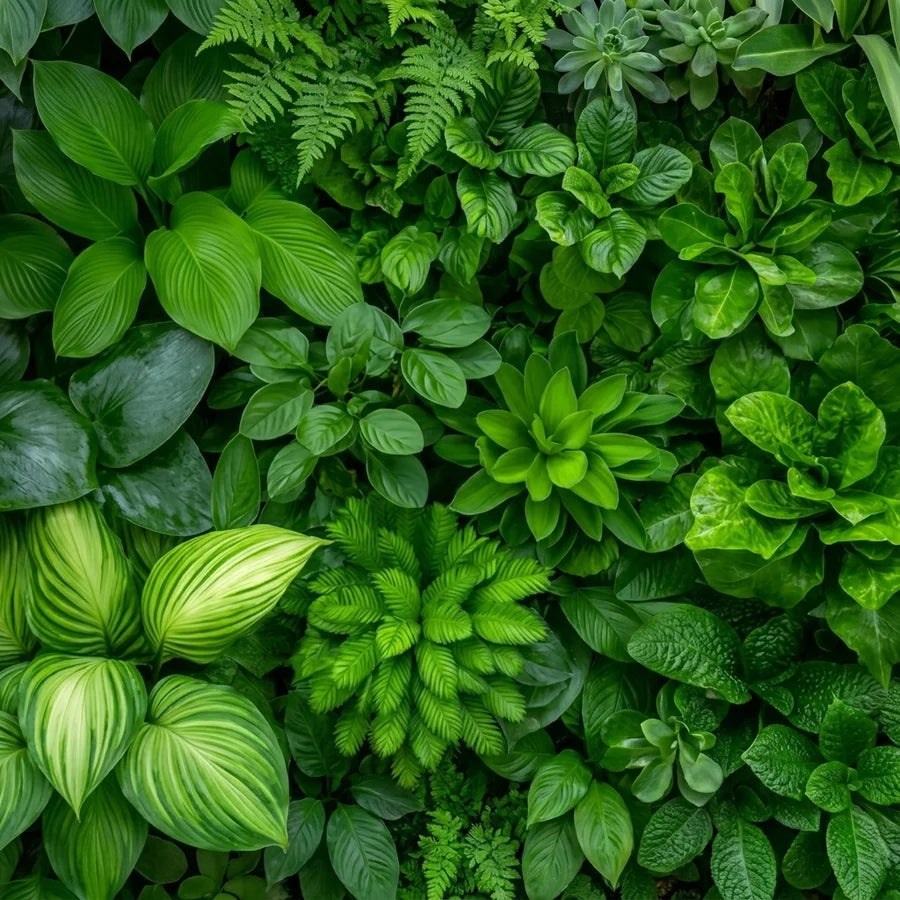 植物由来の処方